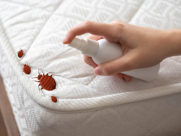 Reliable Deadwood, SD Pest Control Solutions