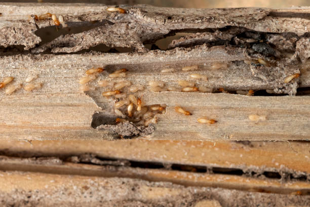 Best Cockroach Control Services  in Deadwood, SD